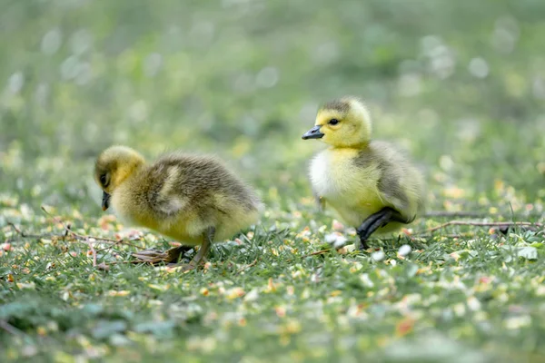 Canard Jaune Sur Herbe — Photo