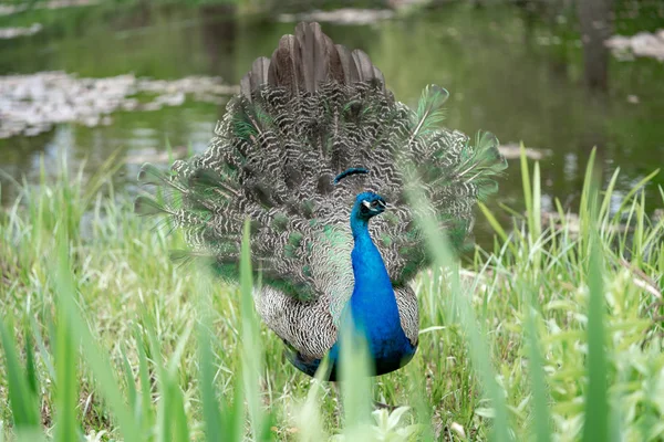 Jeune Paon Bord Lac Dans Parc — Photo