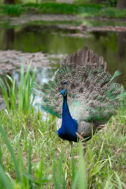 Parktaki gölün kenarında genç tavus kuşu