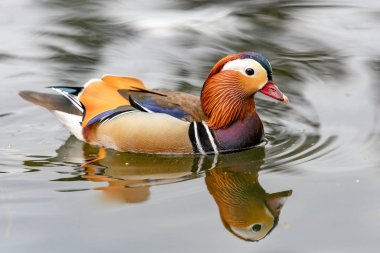 İngiltere'de gölde Mandalina ördeği