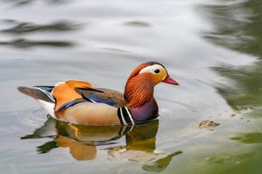 İngiltere'de gölde Mandalina ördeği