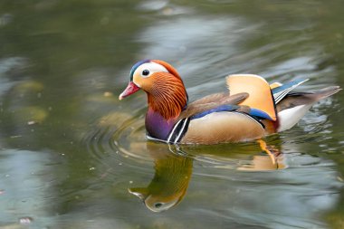 İngiltere'de gölde Mandalina ördeği