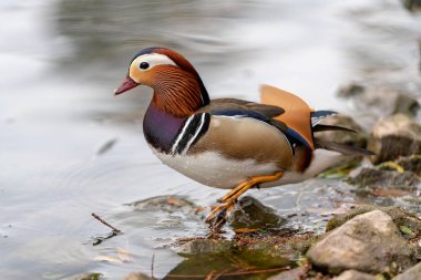 İngiltere'de gölde Mandalina ördeği