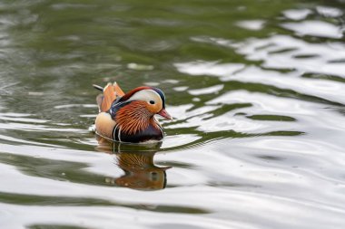 İngiltere'de gölde Mandalina ördeği
