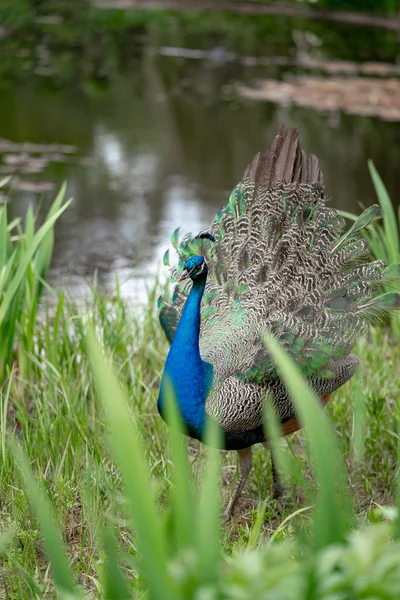 Jeune Paon Bord Lac Dans Parc — Photo