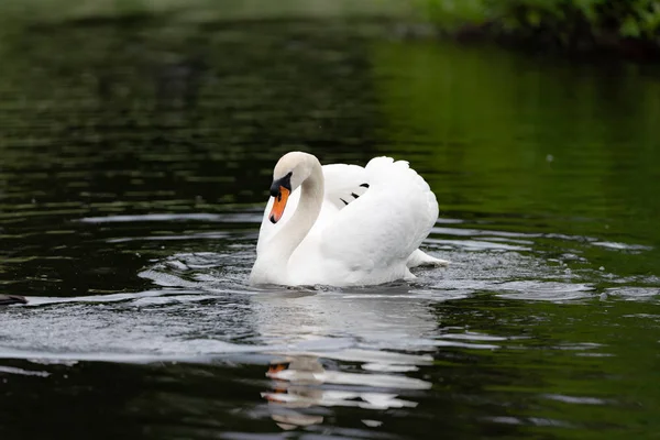 Schöner Weißer Schwan Auf Dem See Wald — Stockfoto