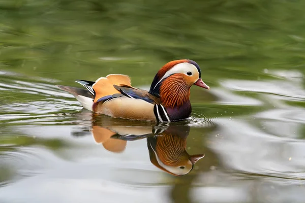 Canard Mandarin Sur Lac Angleterre — Photo