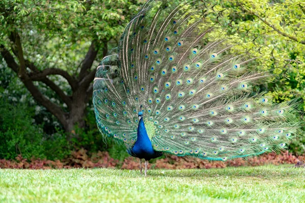 Peacock Het Gras Het Bos — Stockfoto