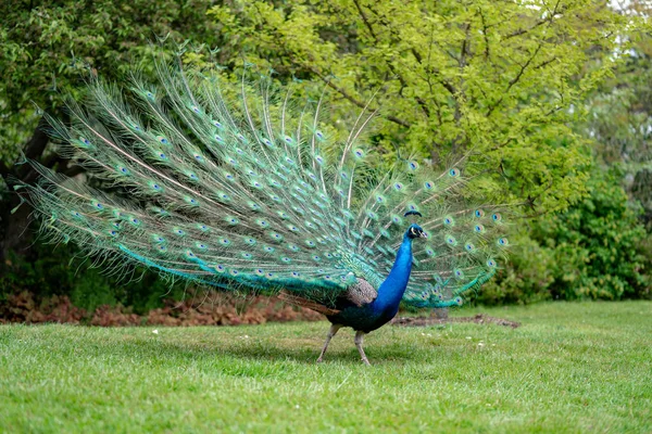 Peacock Het Gras Het Bos — Stockfoto