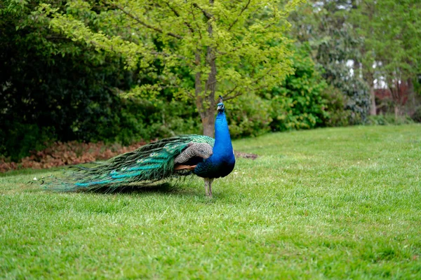 Peacock Het Gras Het Bos — Stockfoto