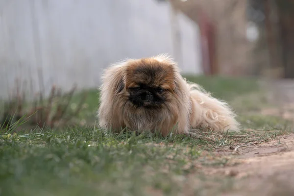 Pekingese Trávě Terénu — Stock fotografie