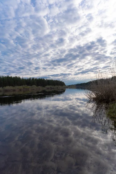 ormanda bir gölde bir ağacın yansıması