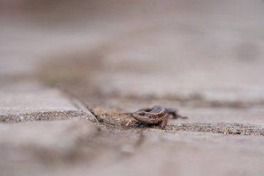 ormanda bir taş üzerinde kertenkele