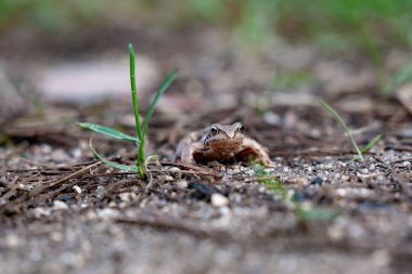 ormanda çimenlerde kurbağa
