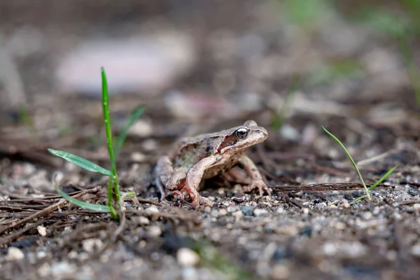 Frog Grass Forest — Stock Photo, Image