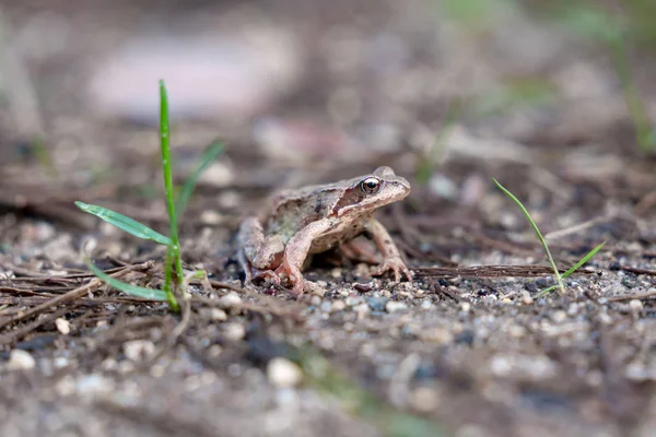 Frog Grass Forest — Stock Photo, Image