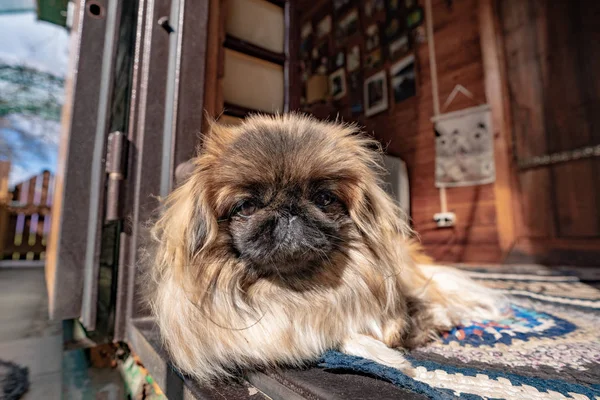 Pekingese Liegt Der Schwelle Des Hauses lizenzfreie Stockfotos