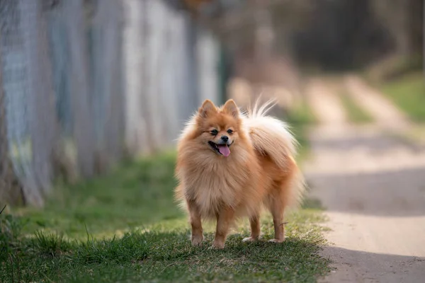 bahçede kırmızı Spitz