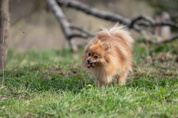 Red Spitz Garden — Stock Photo, Image