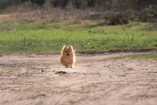 Piros Spitz Kertben — Stock Fotó