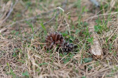 ormanda düşmüş konileri