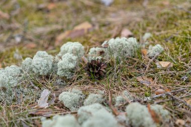 ormanda düşmüş konileri