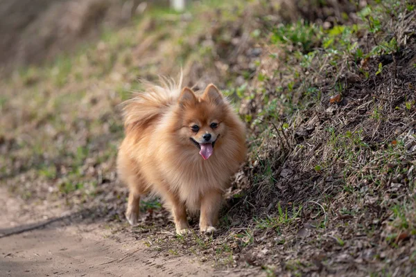 Piros Spitz Kertben — Stock Fotó