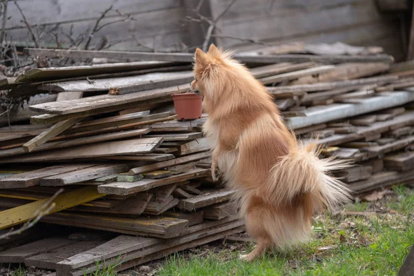 Red Spitz Garden — Stock Photo, Image