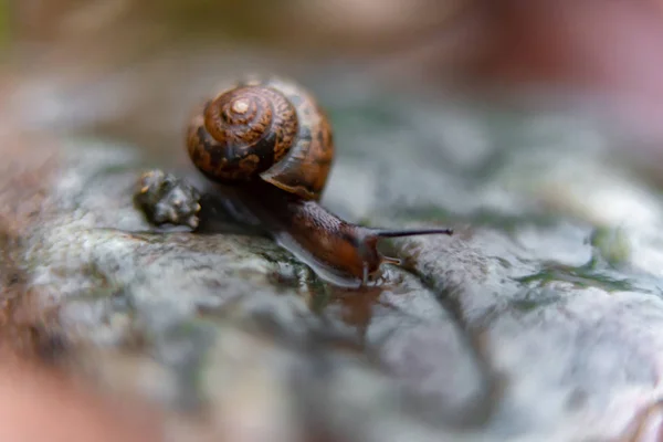 花园里岩石上的蜗牛 — 图库照片