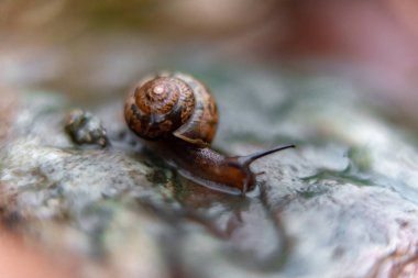 bahçede bir kaya üzerinde salyangoz