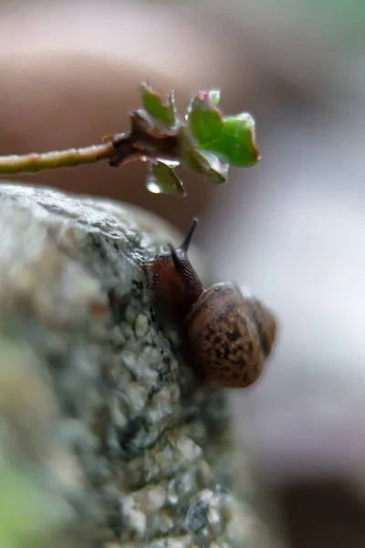 정원에서 바위에 달팽이 — 스톡 사진