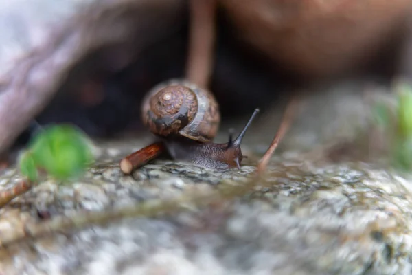 정원에서 바위에 달팽이 — 스톡 사진