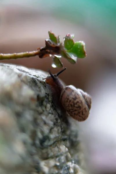 花园里岩石上的蜗牛 — 图库照片