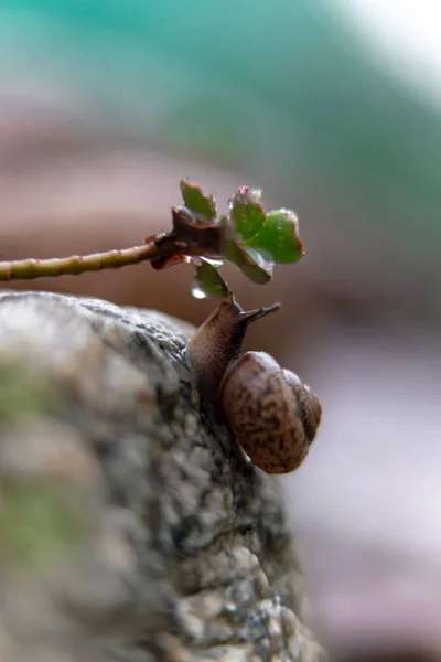 Caracol Una Roca Jardín —  Fotos de Stock