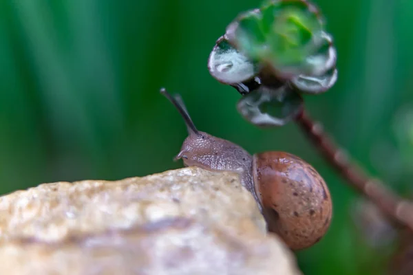 Caracol Una Roca Jardín —  Fotos de Stock