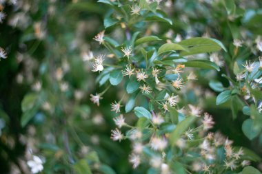 Baharda çiçek açan kiraz ağacı