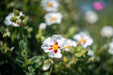 Bahçedeki beyaz çiçek