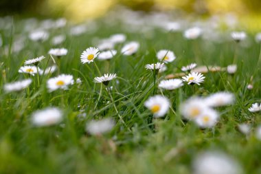 ormanda papatyaalanı