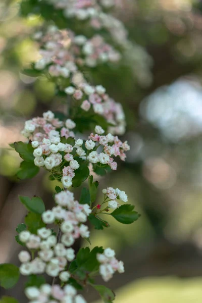 Albero Ciliegio Uccello Fioritura Primavera — Foto Stock