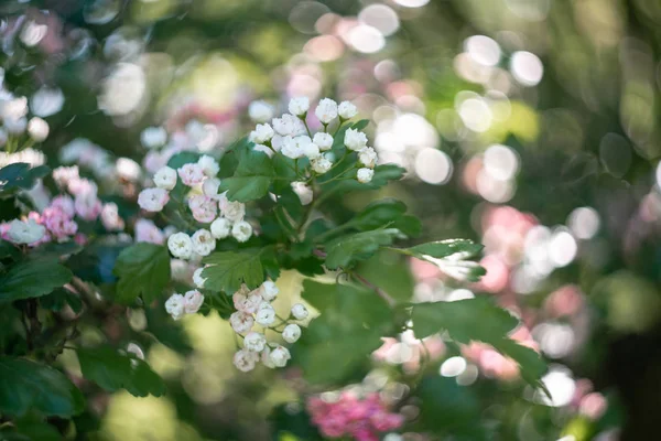 Albero Ciliegio Uccello Fioritura Primavera — Foto Stock