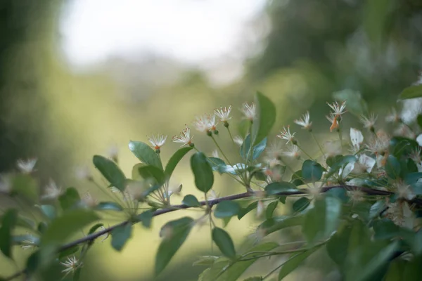 Albero Ciliegio Uccello Fioritura Primavera — Foto Stock