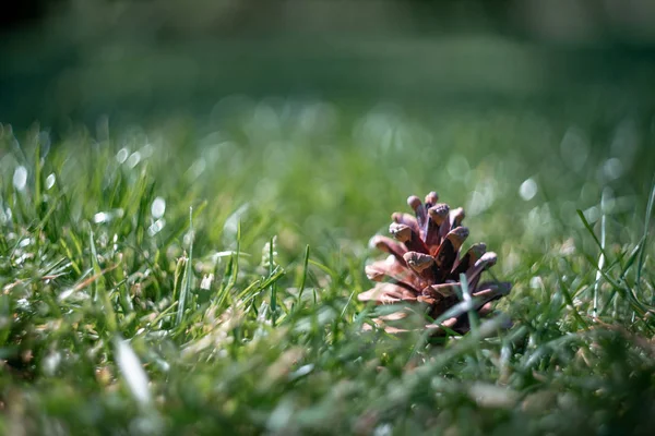 çim üzerinde düşmüş çam konisi