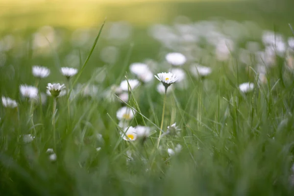 ormanda papatyaalanı