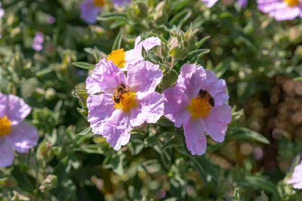 Abeja Sobre Flores Púrpuras Jardín — Foto de Stock