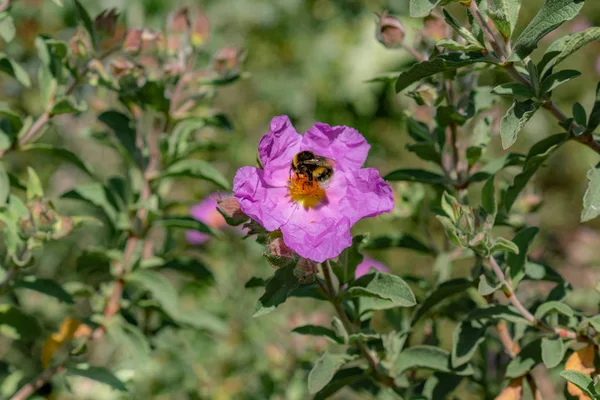 Včela Purpurové Květy Zahradě — Stock fotografie