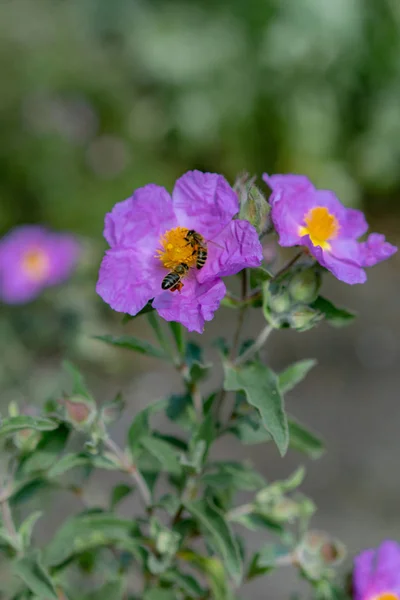 Včela Purpurové Květy Zahradě — Stock fotografie