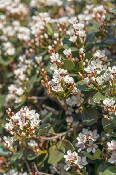 Albero Ciliegio Uccello Fioritura Primavera — Foto Stock