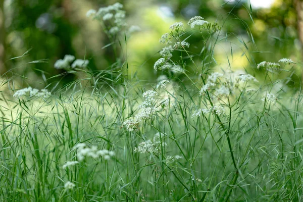 꽃녹색 잔디의 — 스톡 사진