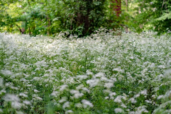 绿草与小白花的背景 — 图库照片