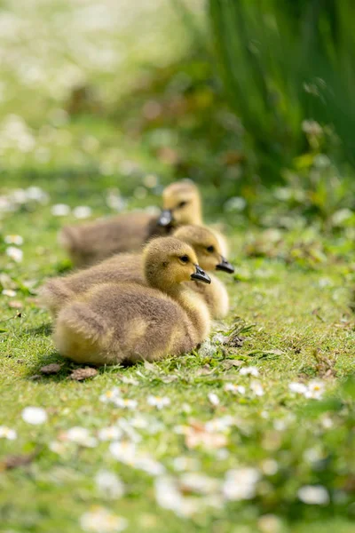 çim küçük ördek yavrusu